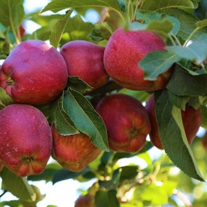Jabloň domáca (Malus domestica) ´STARKING´ výška 110-130 cm, voľnokorenná